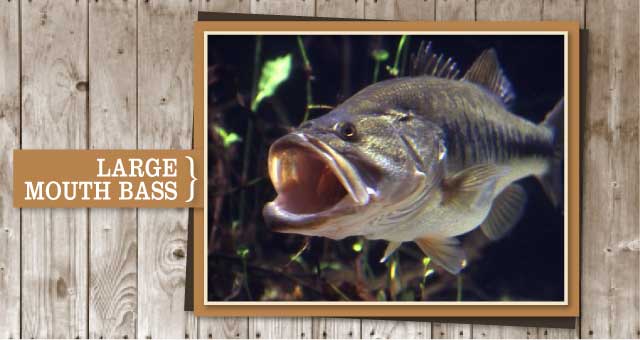 Large Mouth Bass